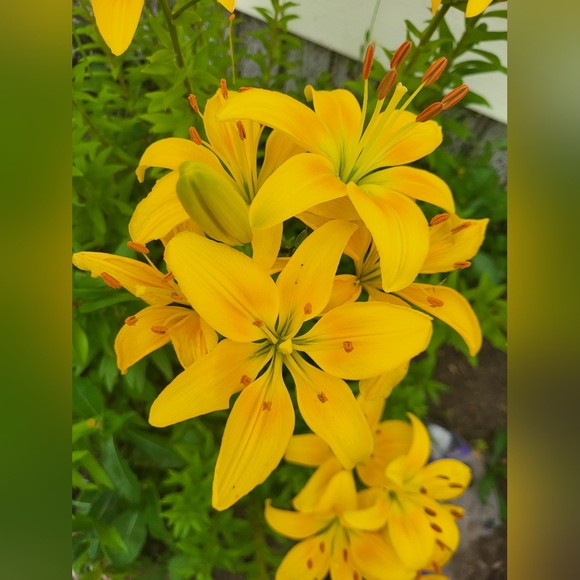 Meet your Posher, Tannys - Picture 1 of 1